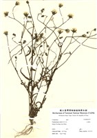 藏品(毛蓮菜)的圖片